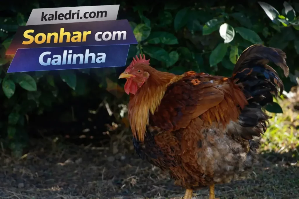Sonhar com Galinha: Desvende os Significados do Seu Sonho