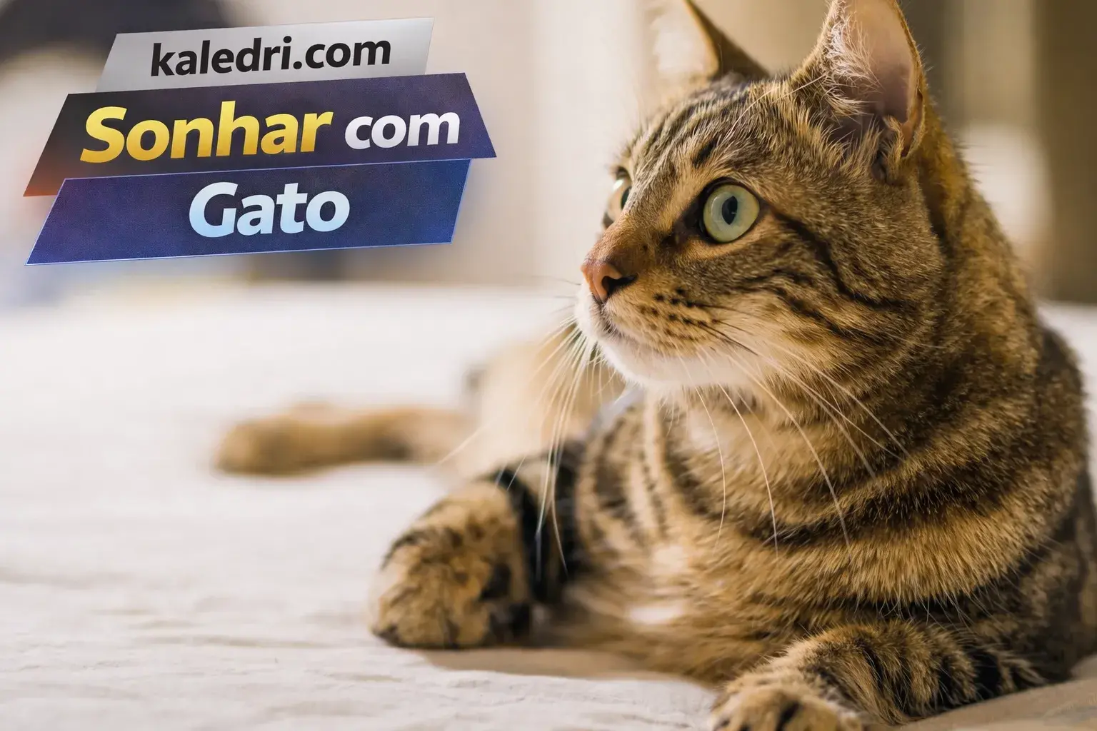 Sonhar Com Gato: Desvende O Significado Dos Seus Sonhos Felinos